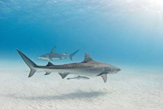 Les requins confondent bien les surfeurs avec leurs proies animales