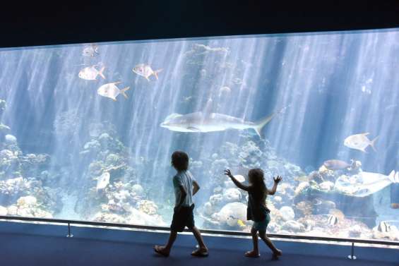 Réouverture de l'aquarium : les visiteurs nagent dans le bonheur