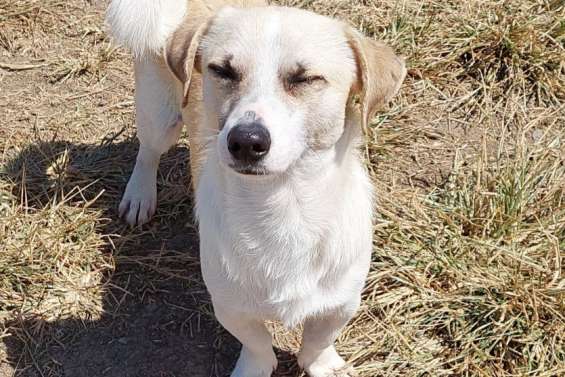 Ils cherchent un maître