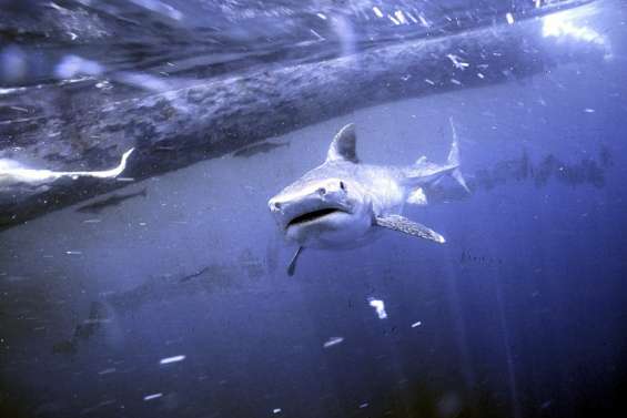 Le sénat coutumier opposé au déclassement des requins-tigres de la liste des espèces protégées