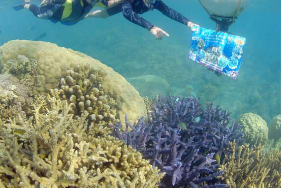 Le sentier sous-marin de l’île aux Canards fête ses vingt ans