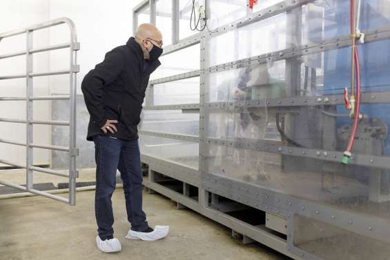 Des chercheurs néo-zélandais veulent réduire les émissions de gaz du bétail