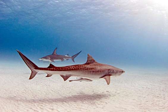 Australie : un homme porté disparu après une attaque de requins