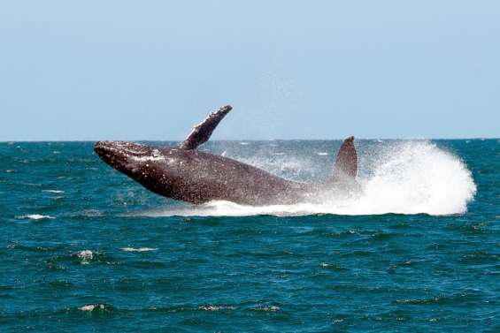 Le nombre de baleines observées dans nos eaux est en chute libre