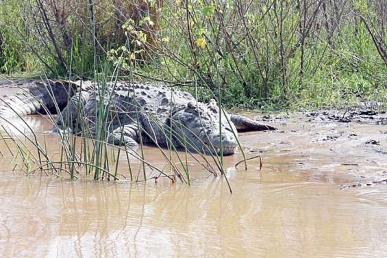 Attaqué par un crocodile, il se défend... au canif