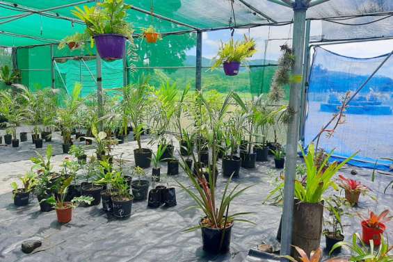 Une nouvelle serre a fleuri à Fonwhary