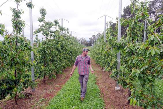 Australie : les fruiticulteurs face au casse-tête de la récolte