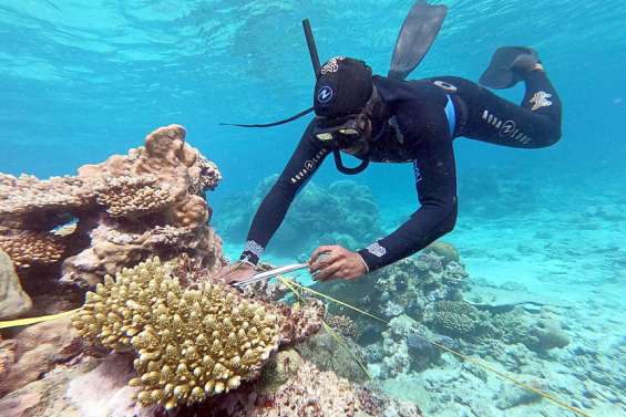 [VIDÉO] La surveillance du récif, ou l’écologie citoyenne des 