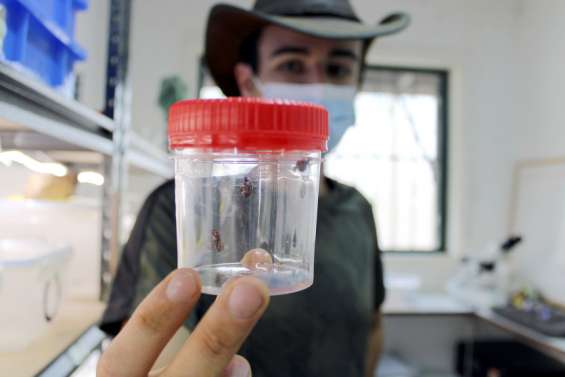 Des coccinelles porte-bonheur élevées pour combattre les insectes ravageurs