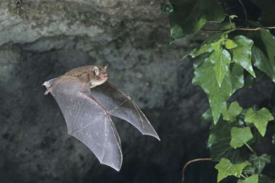 Les bébés chauves-souris apprennent à s'orienter portés par leur mère