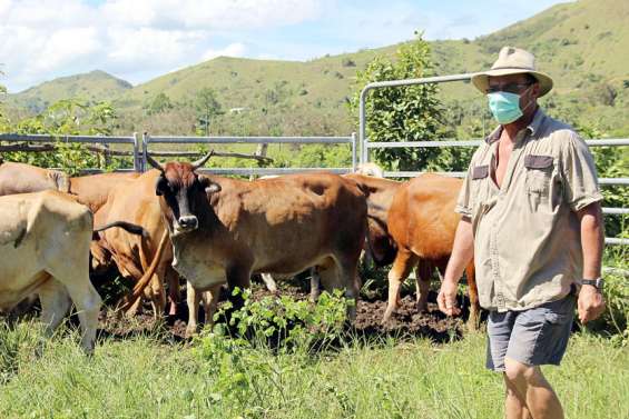 Politique : la révision de la prime à la vache allaitante agite le Congrès