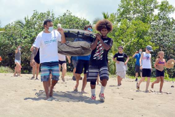 Bourail : la tortue Stik a retrouvé l'océan après un mois de convalescence en bassin