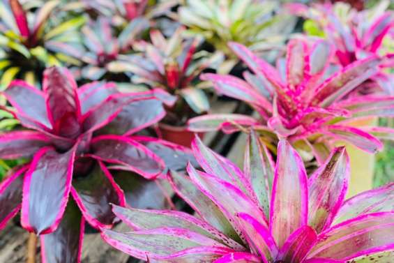 Un marché des plantes ce samedi