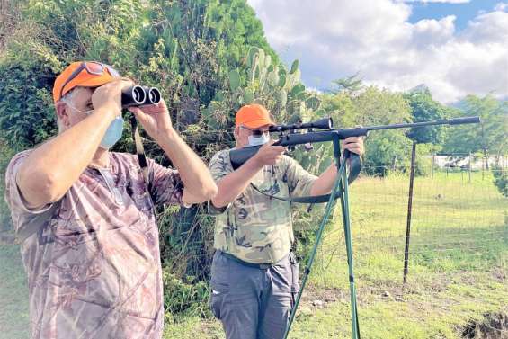 Les bulbuls à ventre rouge en passe de disparaître de Brousse