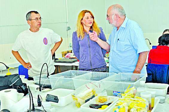 Des mollusques et crustacés prélevés à Koumac triés en Auvergne