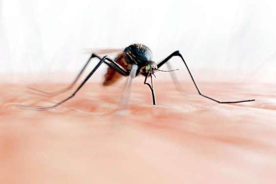 Paludisme : une aggravation mais le pire évité