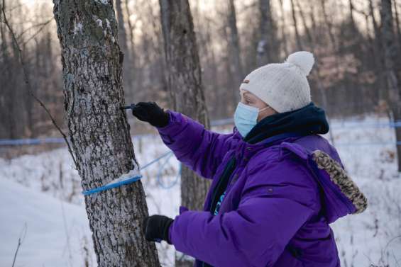 Au Québec, le sirop d'érable pourrait devenir un produit de luxe