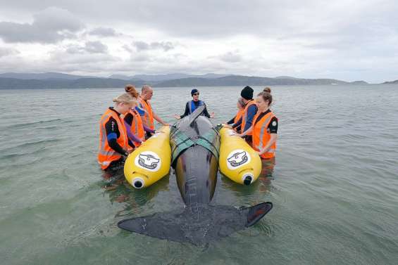 Une armée de bénévoles se forme au sauvetage de cétacés