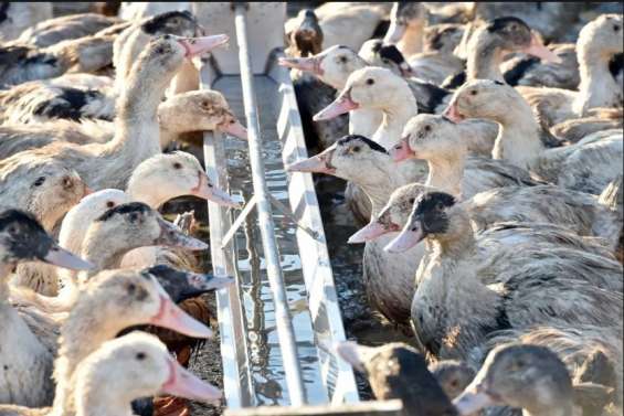 Grippe aviaire : abattage préventif des canards de sept autres fermes