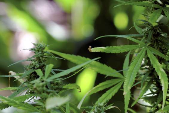 Plus de cinq kilos de cannabis saisis, des chambres de culture, trois interpellations : un trafic démantelé au Mont-Dore