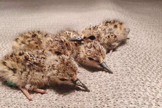 Dix-huit poussins kakī éclosent en trois jours