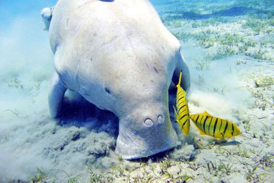 Un nouveau programme de science participative lancé cette année