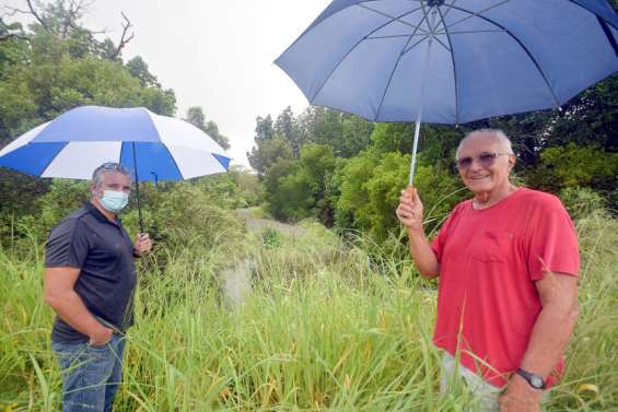 Ils veulent valoriser la mangrove, exceptionnel absorbeur de polluants