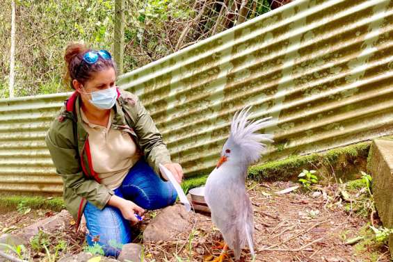 Deux cagous se sont envolés... pour le Japon