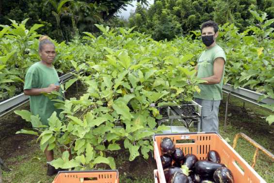 [Vidéo] Production agricole locale : des pénuries à venir