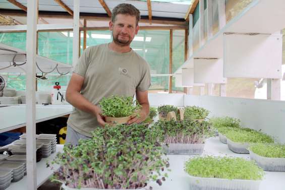 Les micropousses, de jeunes plantes aux super-pouvoirs