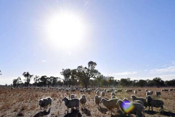 Température record relevée à Onslow : 50,7 °C