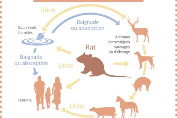 Prévention : La Niña s'installe, les cas de leptospirose explosent