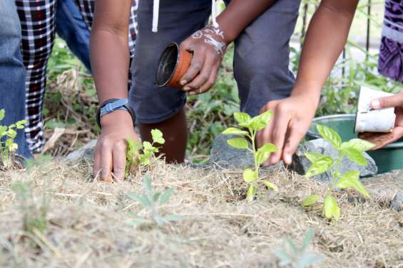 Nouméa : deux rendez-vous pour découvrir la permaculture