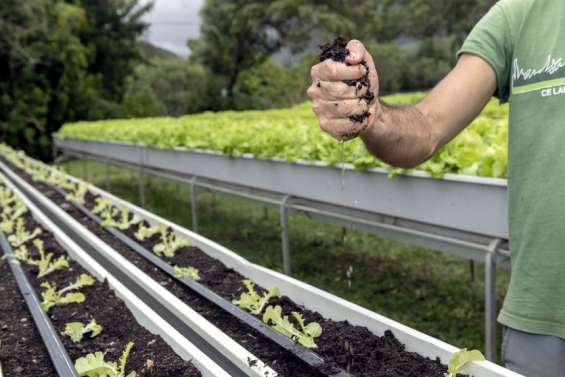 La province Sud verse 100 millions aux agriculteurs