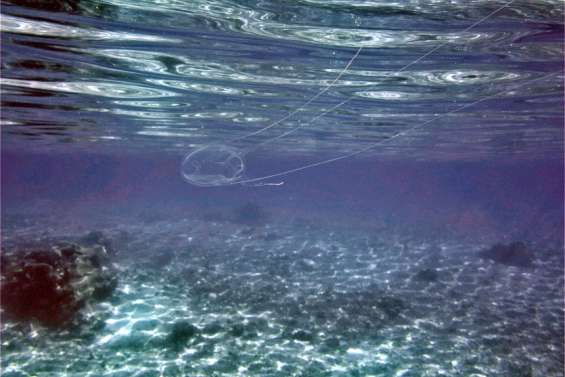 Des cuboméduses dans le lagon