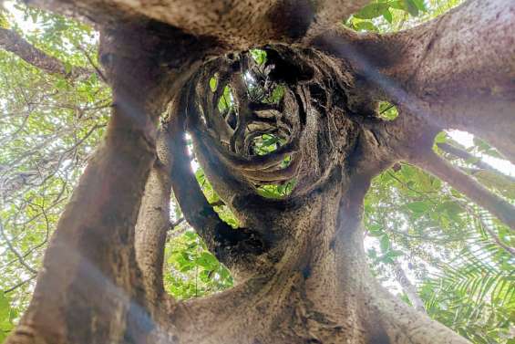 Le parc des Grandes fougères rouvre aux 4x4