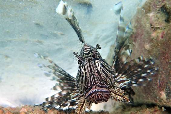 Une sortie PMT gratuite pour découvrir les fonds de la BD