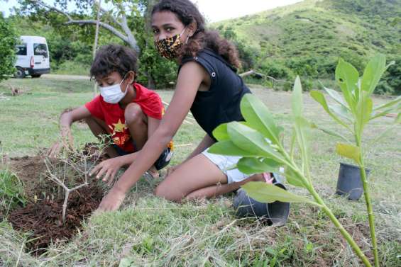 Païta : la baie Toro reboisée et bientôt réaménagée dans son intégralité