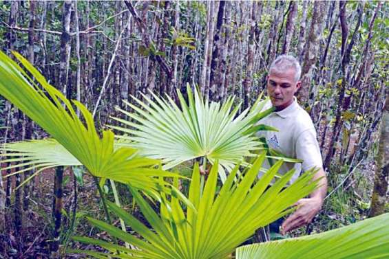 Le palmier dont il ne reste plus qu'un seul individu mature à l'état naturel