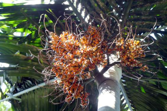 Le mystère du palmier de Lifou