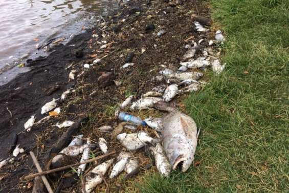 Poissons morts à Houaïlou : la piste naturelle est privilégiée