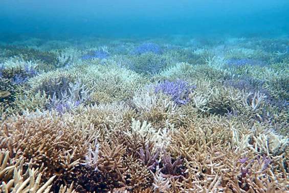 Début de blanchissement corallien signalé à Prony