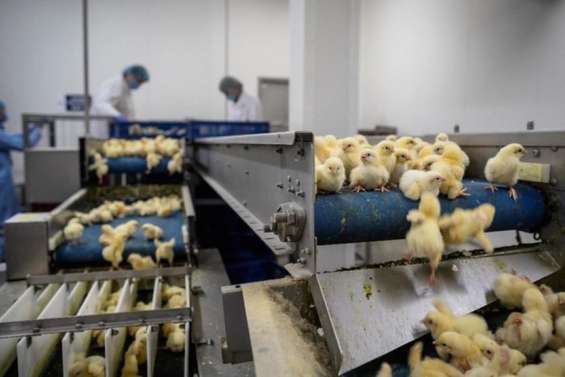 La filière œufs ne pourra plus éliminer les poussins mâles