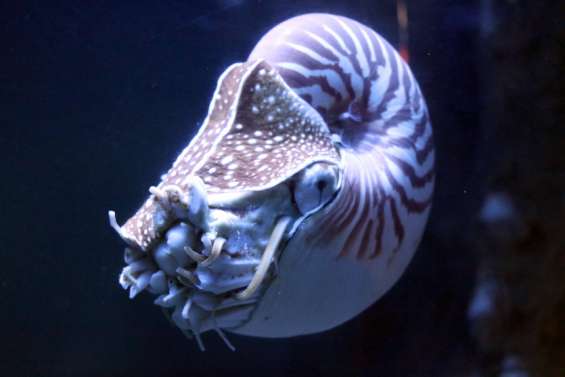 Jeu : connaissez-vous réellement le nautile, mystérieux mollusque du Caillou ?