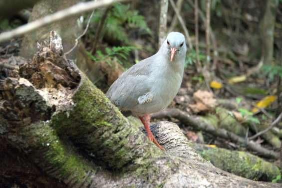 Jeu : connaissez-vous réellement le cagou, oiseau emblématique du Caillou ?