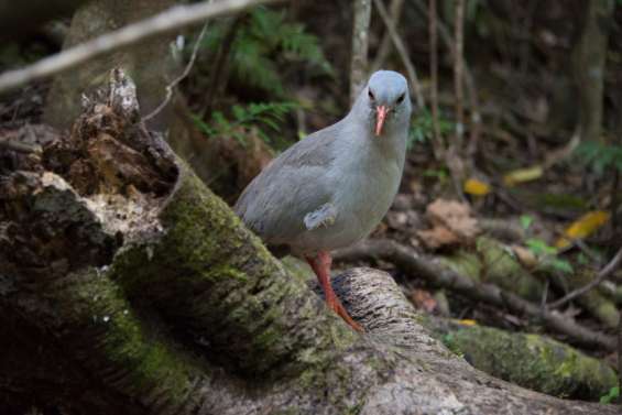 Connaissez-vous réellement le cagou, oiseau emblématique du Caillou ?