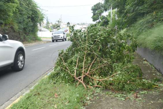 Les Nouméens invités à ne pas sortir les déchets verts