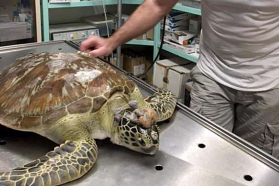 Le sauvetage express de la tortue Elsa