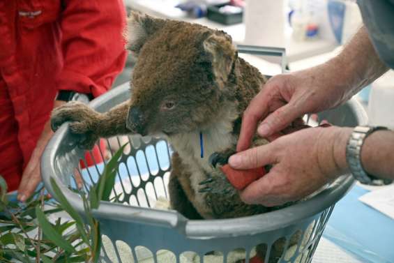 Australie : les koalas officiellement en danger