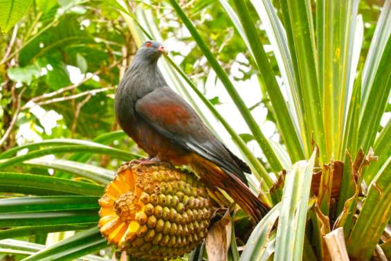 Découvertes des oiseaux